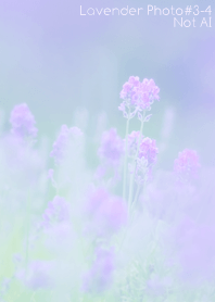 Lavender Photo #3-4 Not AI
