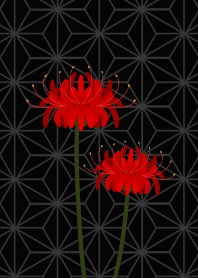 Lycoris radiata and Japanese pattern.
