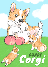小狗柯基犬