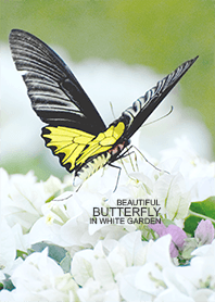Beautiful Butterfly in White Garden