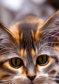 Cats Run Wild #DDVQ913