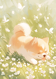 ⭐️青青草原上的柴犬❤️