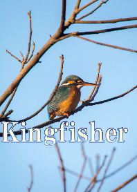 Kingfisher
