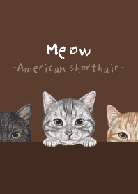 Meow ! - American Shorthair - BROWN