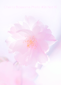 Cherry Blossoms Photo #26-13 NotAI