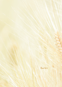 Barley Theme