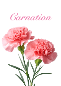 Carnation vol.17