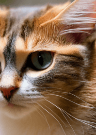 Nyanko Great Runaway#CEXAM014.