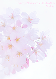 Cherry Blossoms Photo #1-5 Not AI