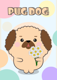 Color Cute Pug Dog  FuFu Theme