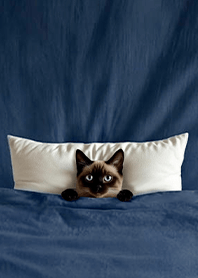 แมวที่ถูกคลุมด้วยผ้าห่ม3.6-แมวสยาม