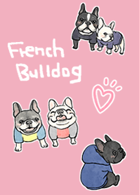 bulldog Perancis yang bagus dan imut