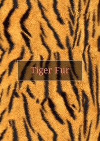Tiger Fur 33