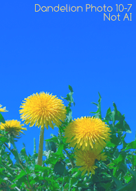 Dandelion Photo 10-7Not AI