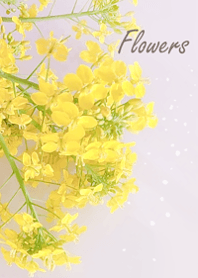 Gentle and refreshing blossoms7.