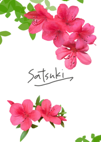 Satsuki azalea blooms