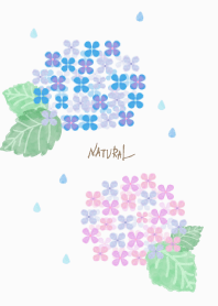 Hydrangea watercolor25 from Japan