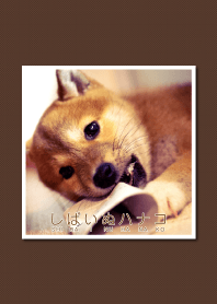 しばいぬハナコのきせかえ 11【柴犬写真】