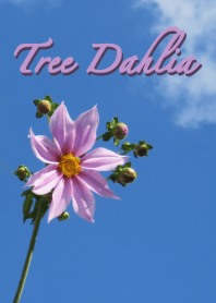 Tema Pohon Dahlia (Lavender kusam)