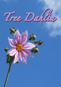 Tree Dahlia Theme (dull lavender)