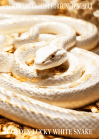Golden White Snake of Luck 11