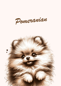 Cute Pomeranian v