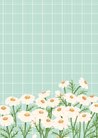 Chamomile flowers Green Background