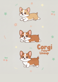Corgi Puppy Lineup