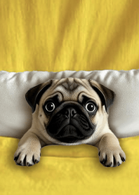 療癒趣味蓋棉被狗勾-巴哥犬1....