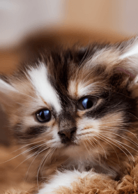 nyanko great runaway#mwlau013