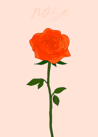 a rose(orange) modify