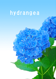 Cute and beautiful blue hydrangea