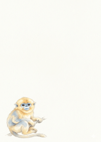 SmallGolden Snubnosed Monkey on a Branch