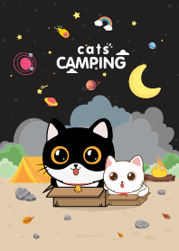Cats Camping Night