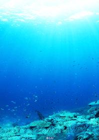 in the calm sea from Japan