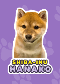 Shiba Inu Hanako*a36*