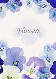 Pretty blooming viola florets6.