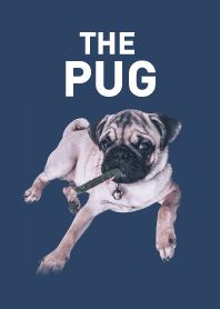 หมาปลั๊กกวนทีน : ลูฟี่