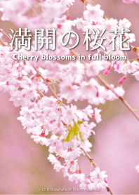 Cherry blossoms in full bloom 2 .