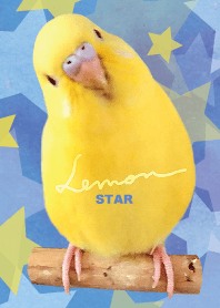 budgerigar Lemon "Star"