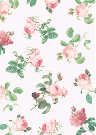 กุหลาบสง่างาม13