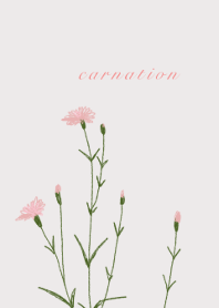 Carnation flower