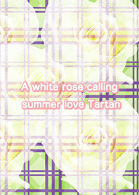 A white rose calling summer love Tartan
