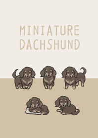 Doodle black and tan Miniature Dachshund