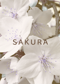 Sakura dull color brown08_2