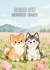 Cute Shiba Inu & Siberian husky V2