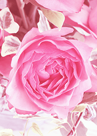 one rose -pink-