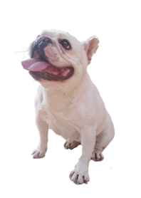 フレンチ ブルドッグ♡なめこ