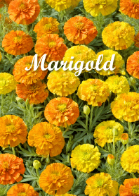 Marigold vol.6
