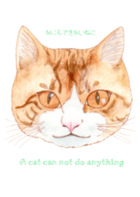 A cat can not do anything